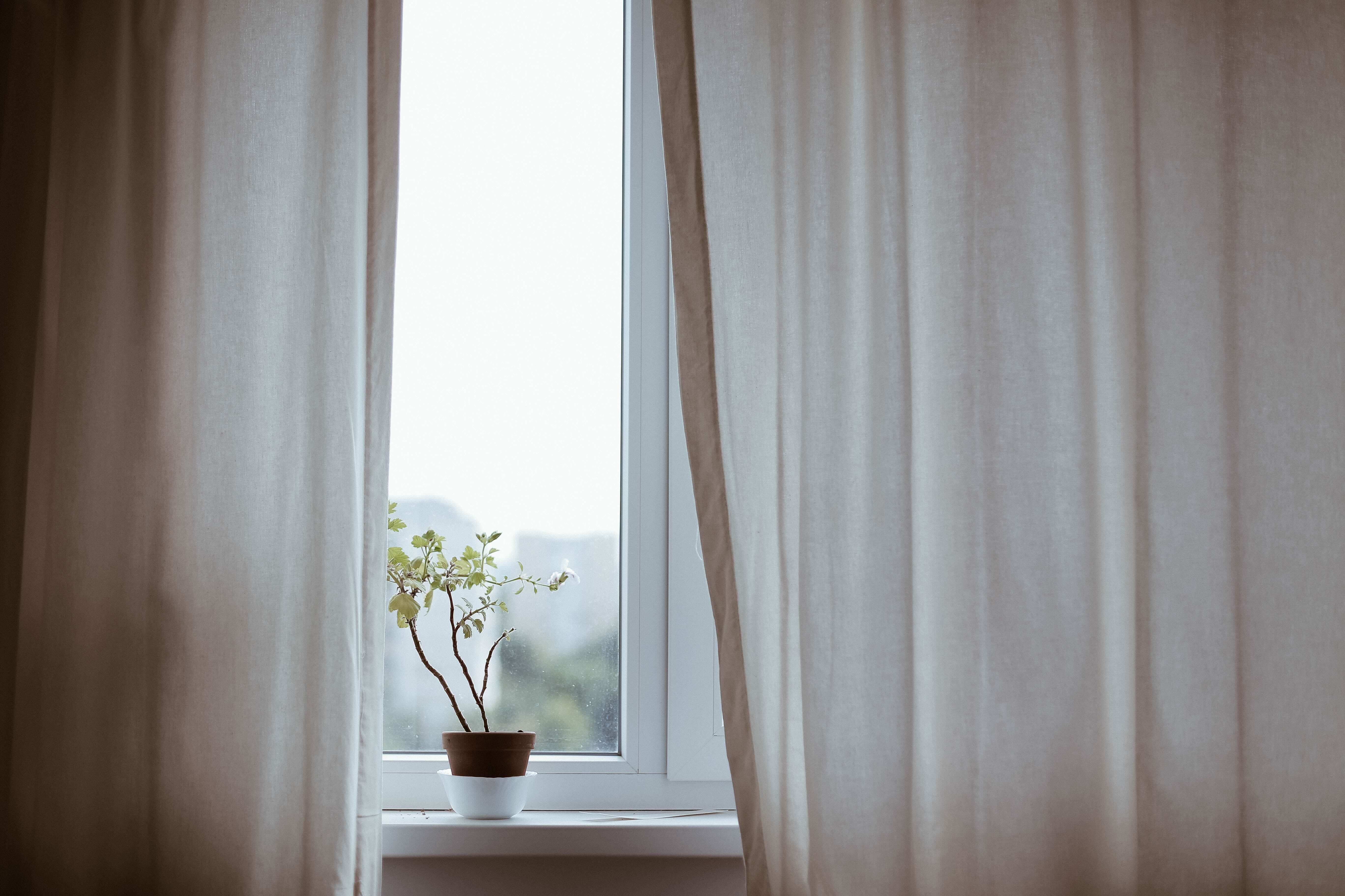 Une plante près d'une fenêtre